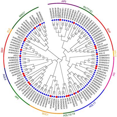 MIKC-type MADS-box transcription factor gene family in peanut: Genome-wide characterization and expression analysis under abiotic stress